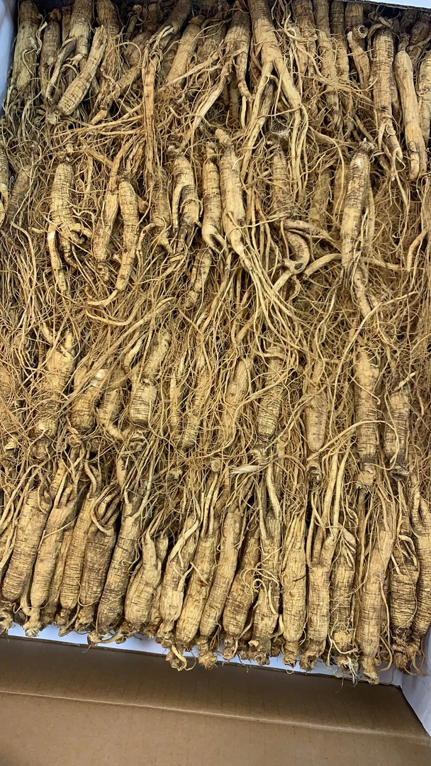 广东鱼胶人参1-509g