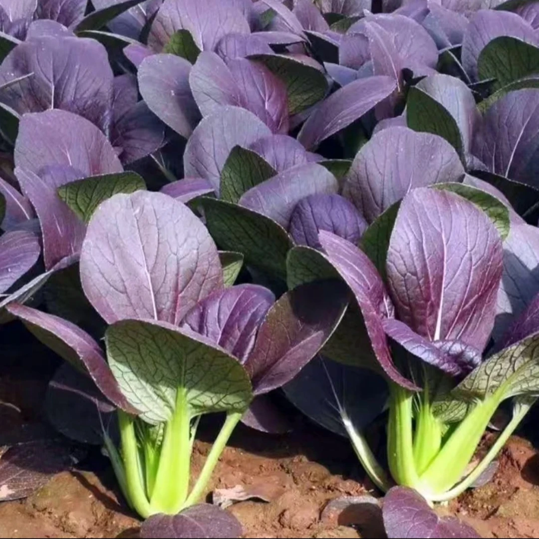 【紫油菜种子】上海青贵妃青菜花青素四季蔬菜种子易活
