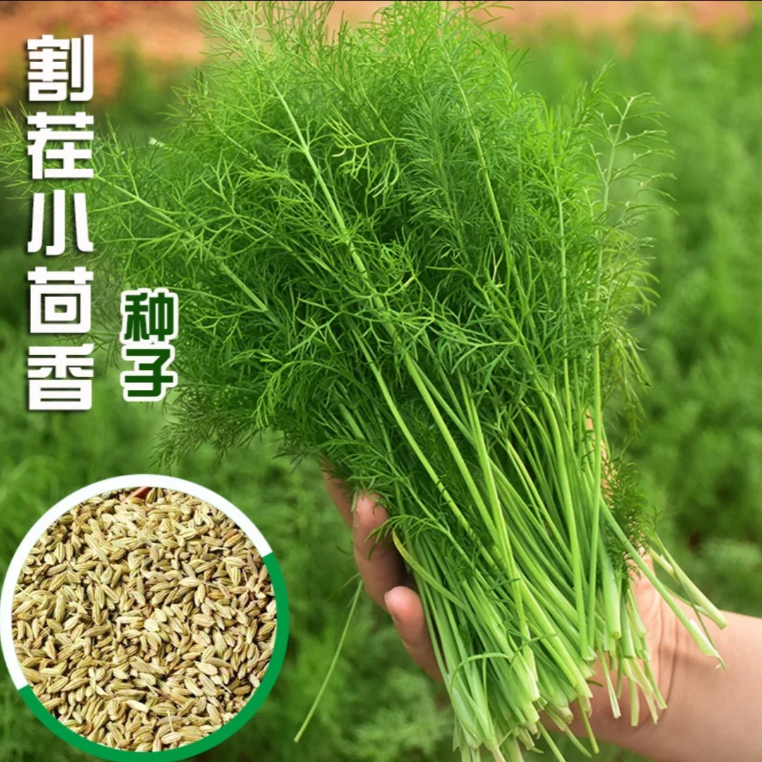 【割茬茴香种子】割茬小茴香四季播种子阳台盆栽