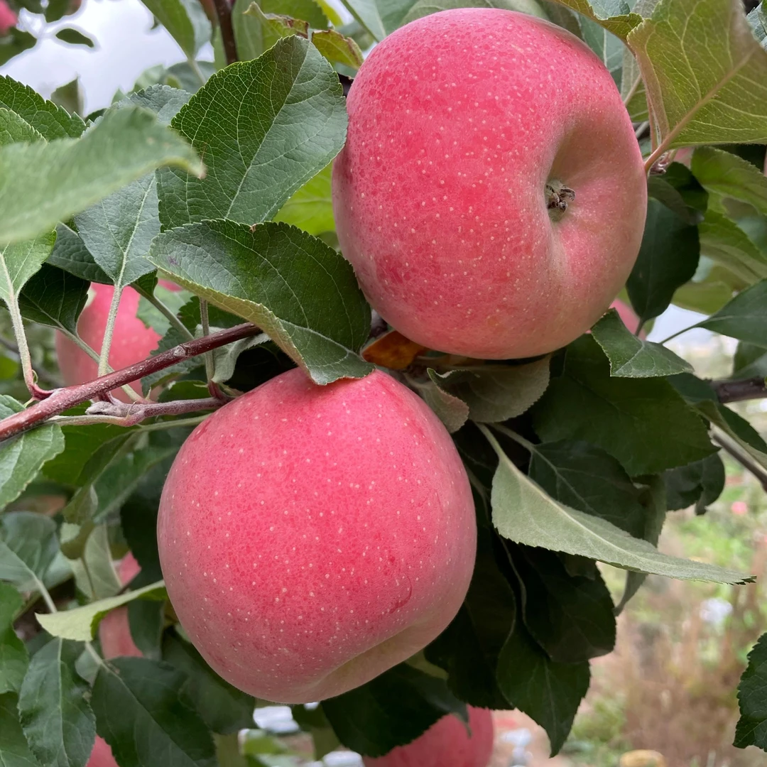 【冰糖心红富士 】果园直发包邮 甘肃天水红富士 高山精品果