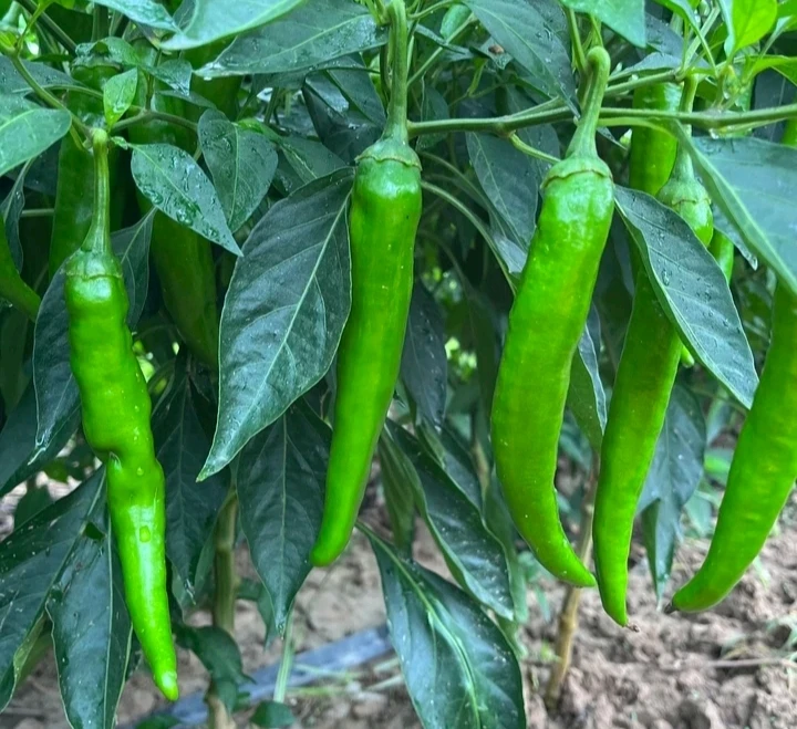 河南本地露天种值羊角椒中辣〔个别特辣〕1斤装3斤装5斤装包邮