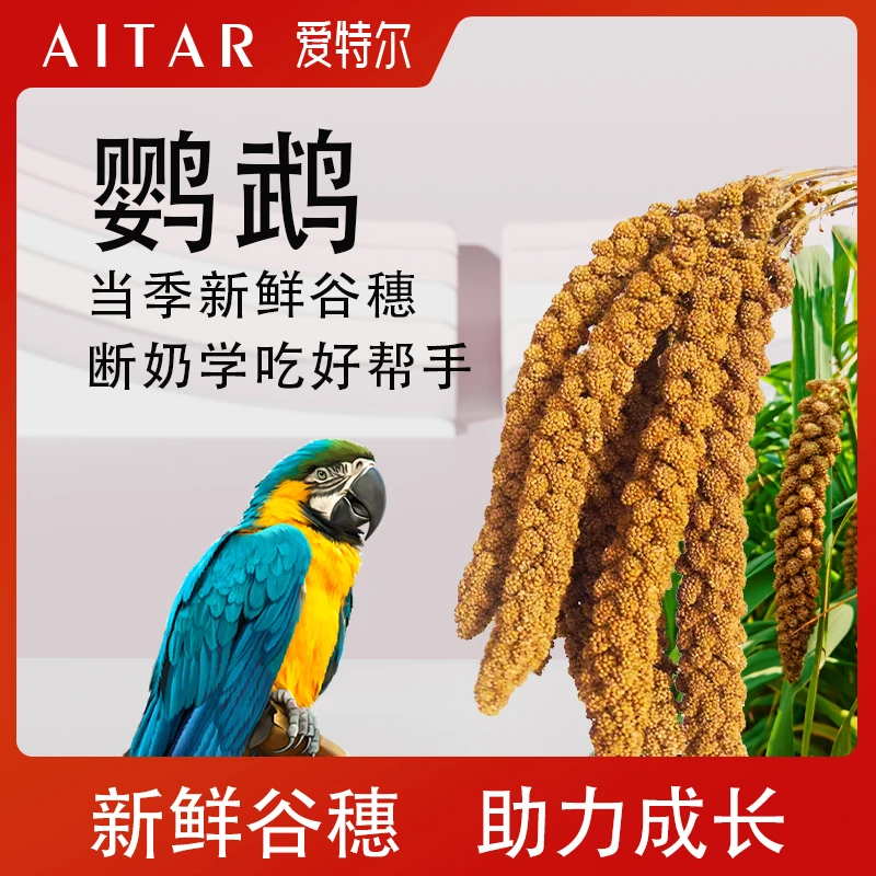 AITAR爱特尔鹦鹉学吃当季新鲜谷穗牡丹玄凤小太阳和尚鹦鹉通用