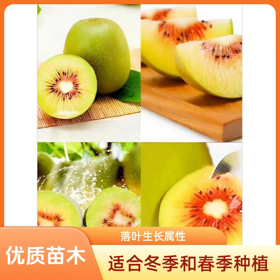 川园满天苍溪红阳红心猕猴桃苗种植修剪优质苗木挂果原产地