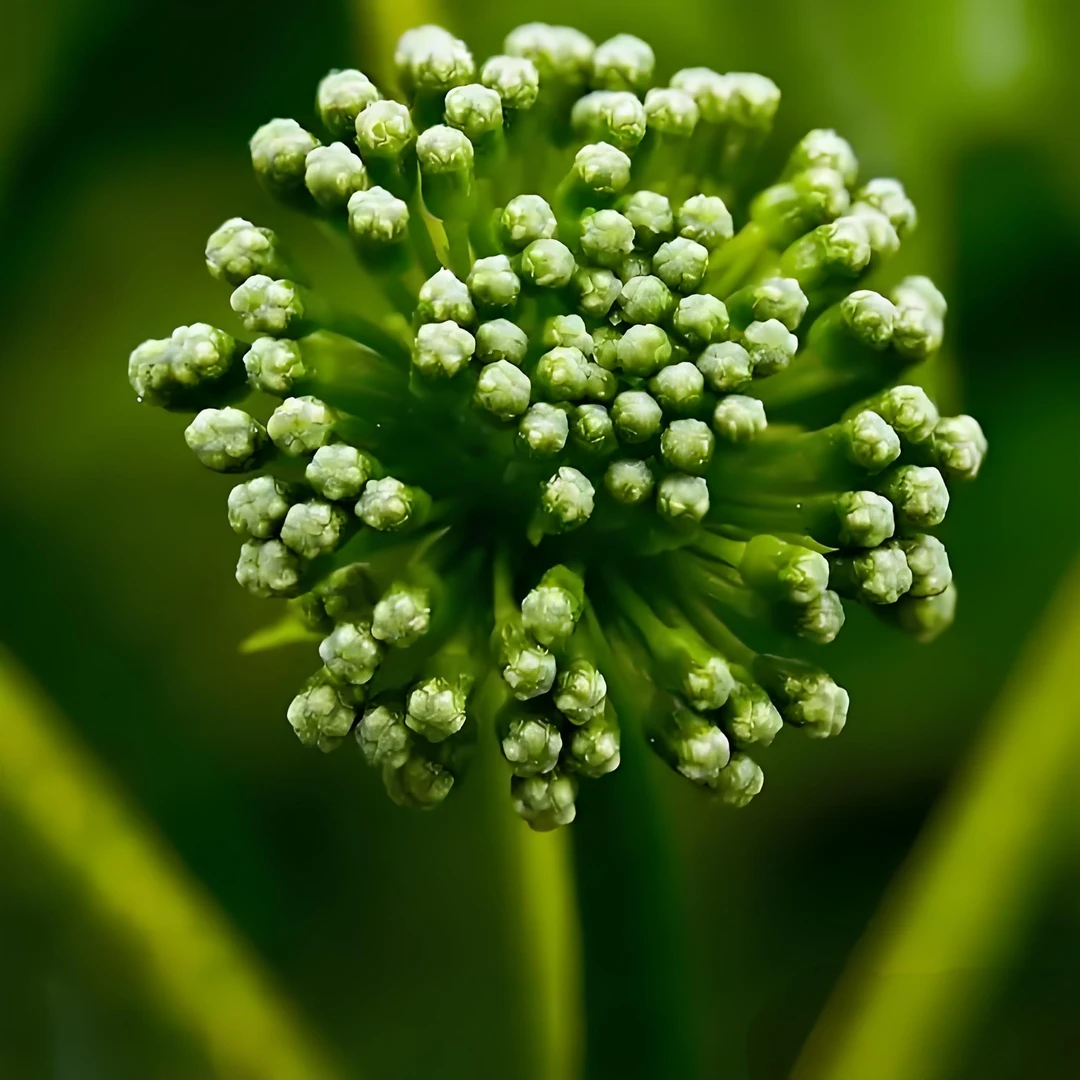 新品人参花 人工采摘大花蕾泡水干花