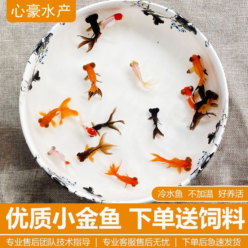 沐豪宠宠【掌柜推荐】小金鱼活体兰寿锦鲤混养鱼狮子头观赏鱼冷水鱼