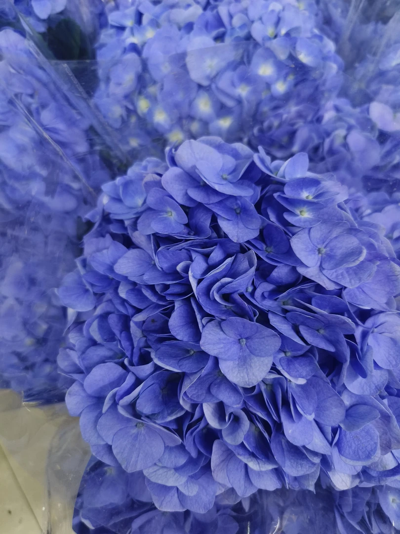 绣球花  清新小可爱大团花