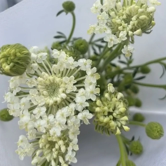 翠珠 赠送热恋期朋友,新婚夫妇,花语浪漫好听