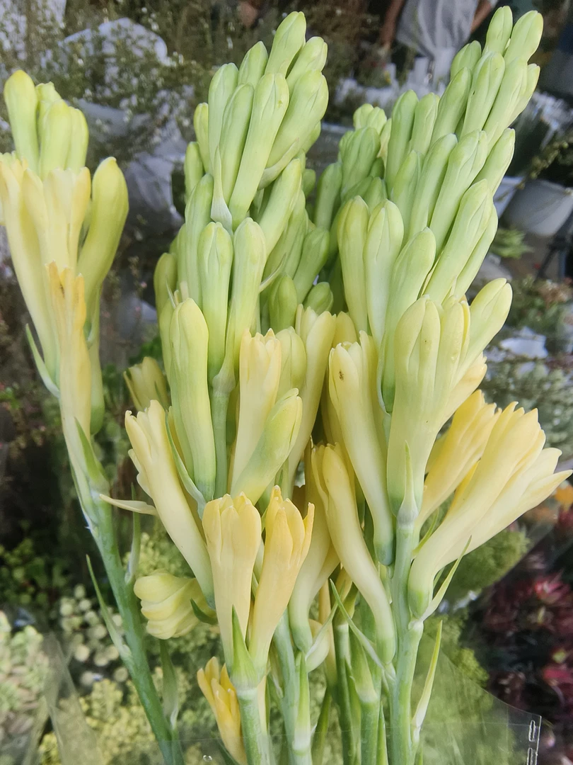 夜来香  花期久 香味浓 三色可选