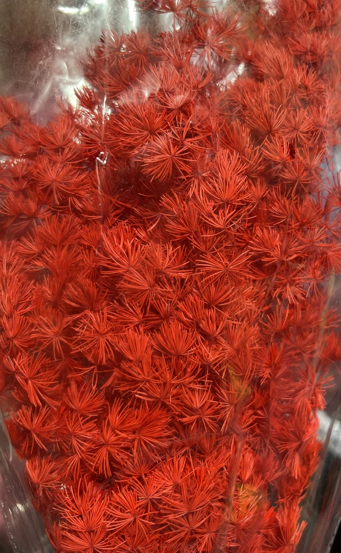 【蓬莱松永生干花】蓬松灵动有型 插花装饰 精致高级有