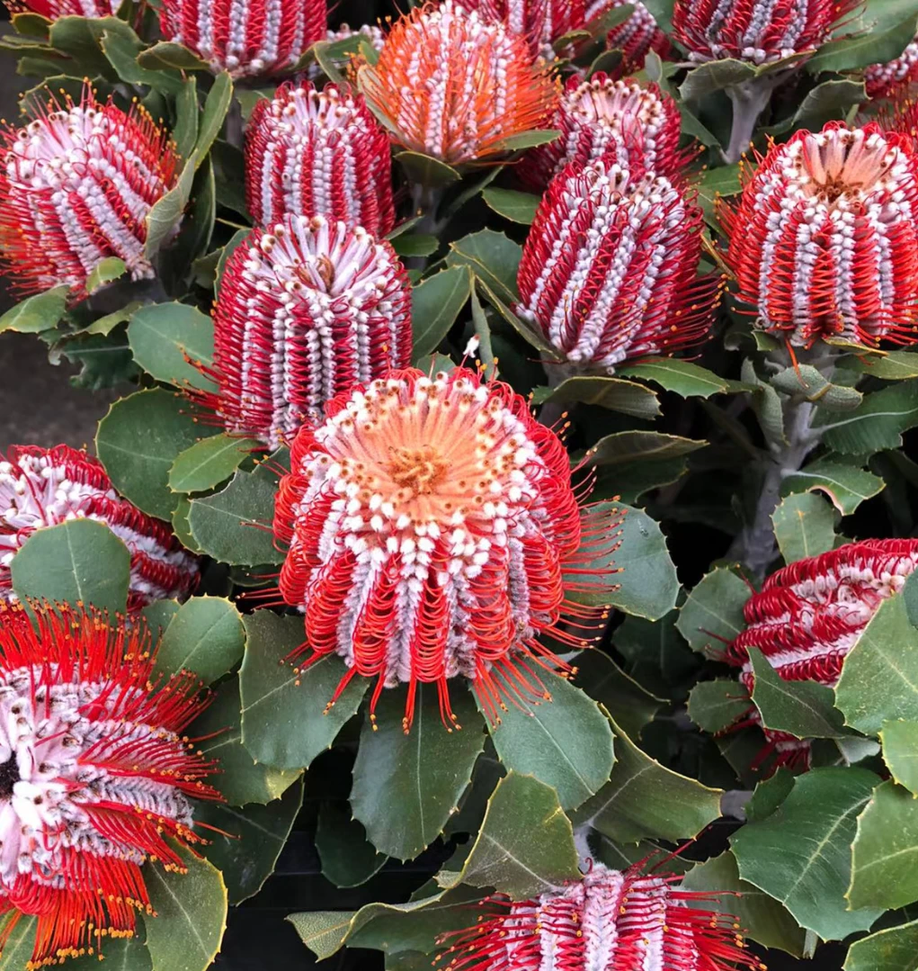 南非进口花材 玉米佛塔 可做永生干花