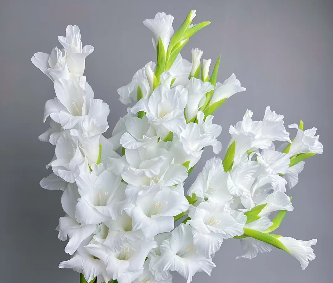 剑兰  爆花机器  新手小白易养  花期较长（两件起发）