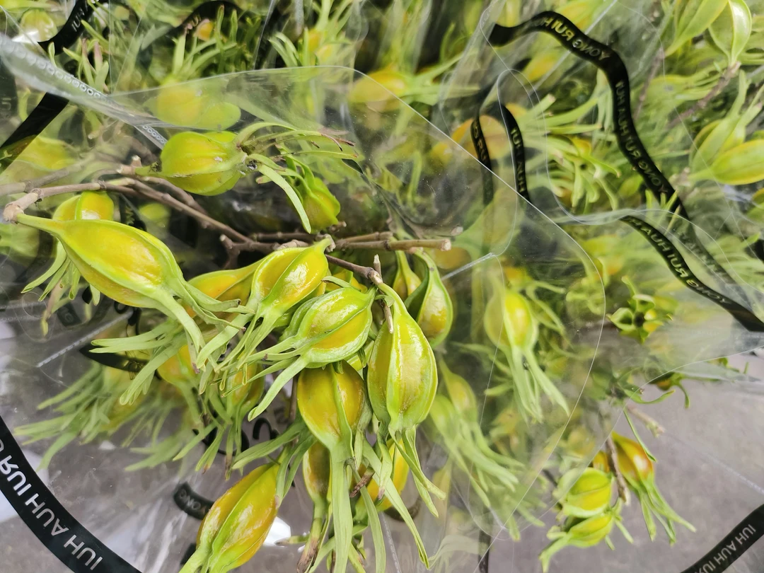 栀子果   栀子花   香味持久 花期长 春天独有的浪漫（两件起发）