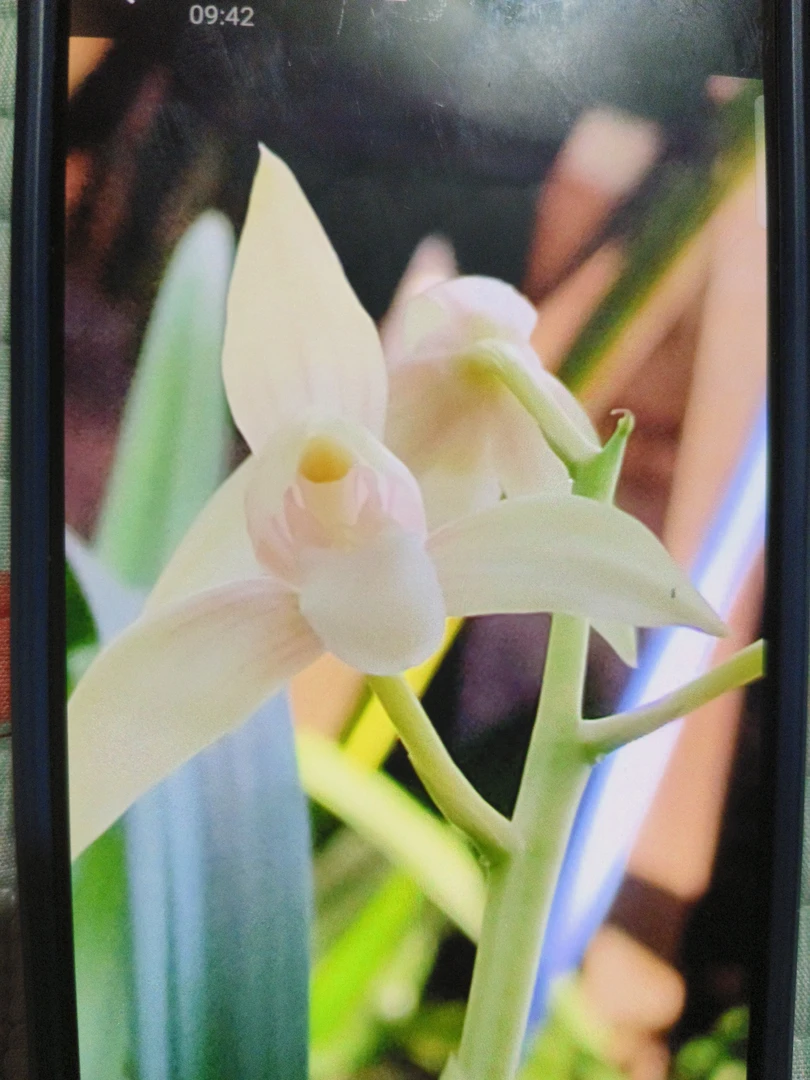 秋榜兰花直播间一物一拍