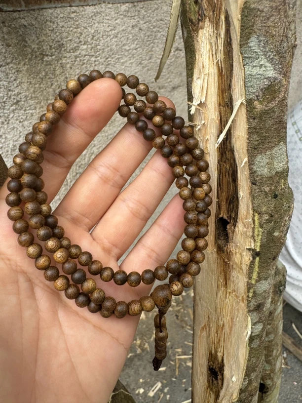 绿奇楠多圈乌身圆叶多样性发一