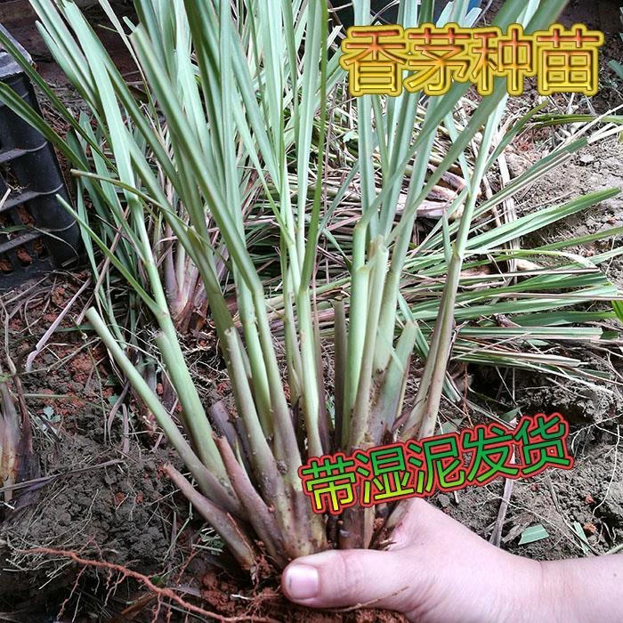 新鲜香茅草苗盆栽柠檬草驱蚊绿植绿植室内客厅阳台植物四季好养活