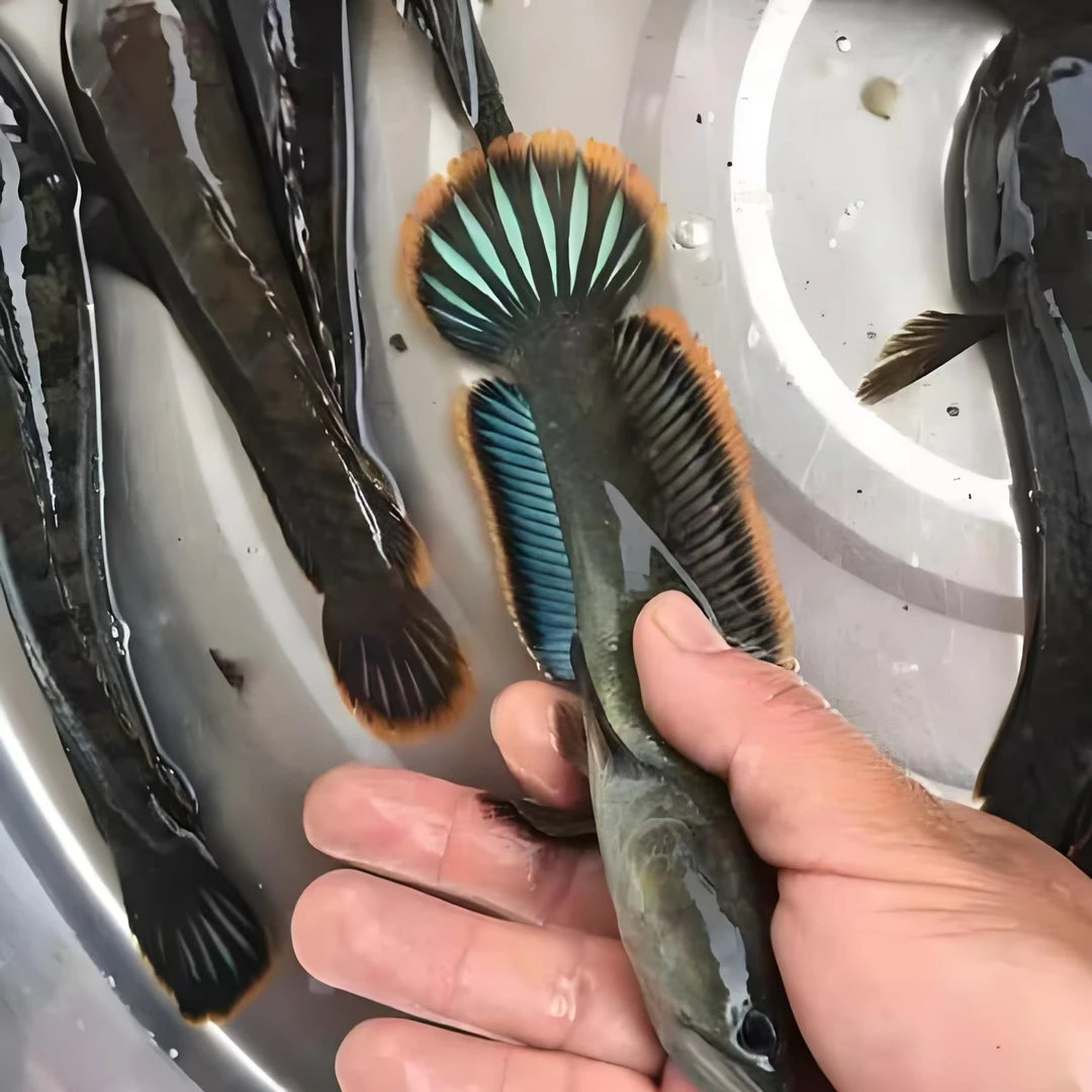 网红南鳢中小型雷龙观赏鱼冷水龙鱼彩虹雷龙淡水冷水鱼排名一名