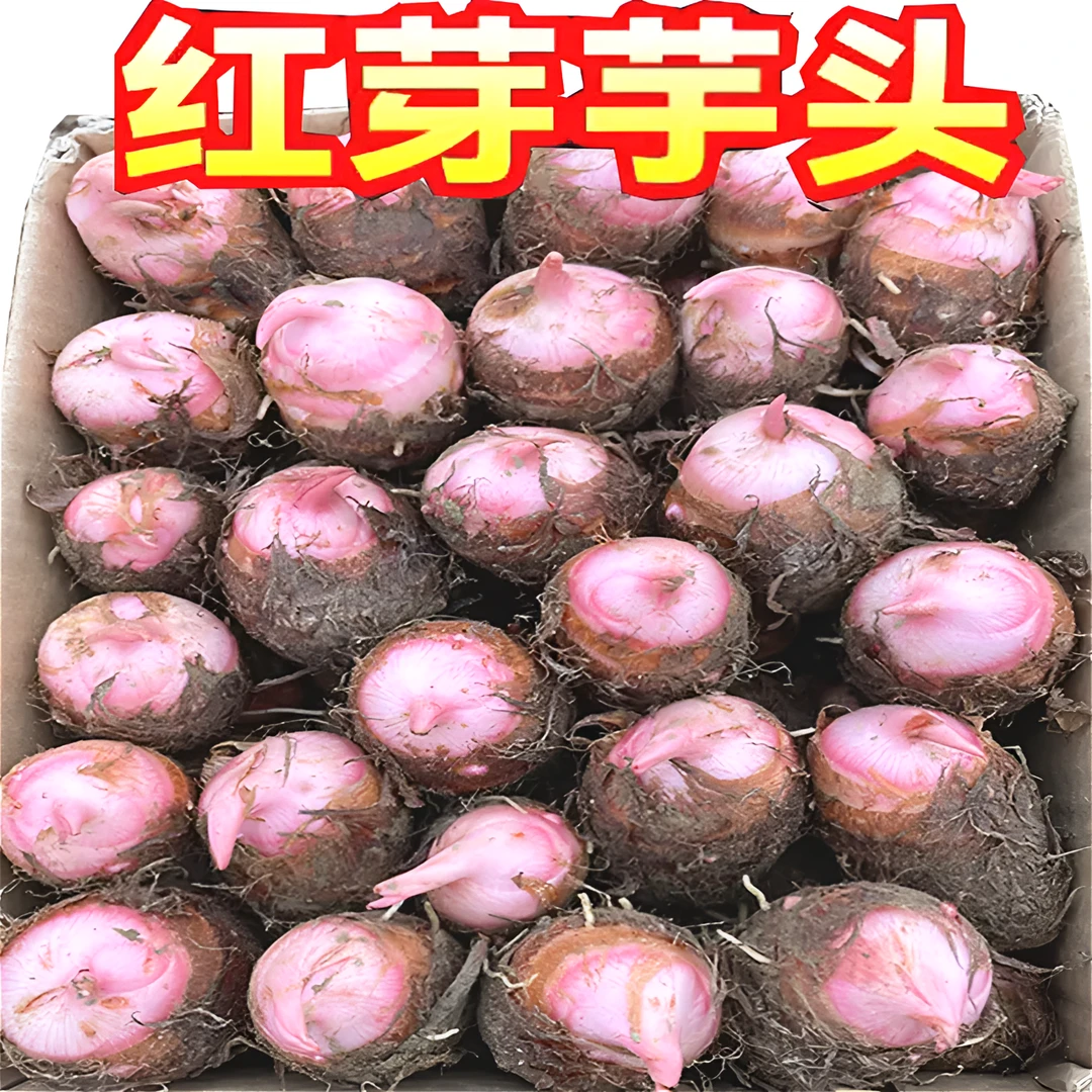 广西芋头仔新鲜芋艿现挖红芋头小芋头广西荔浦香糯毛芋头精选果