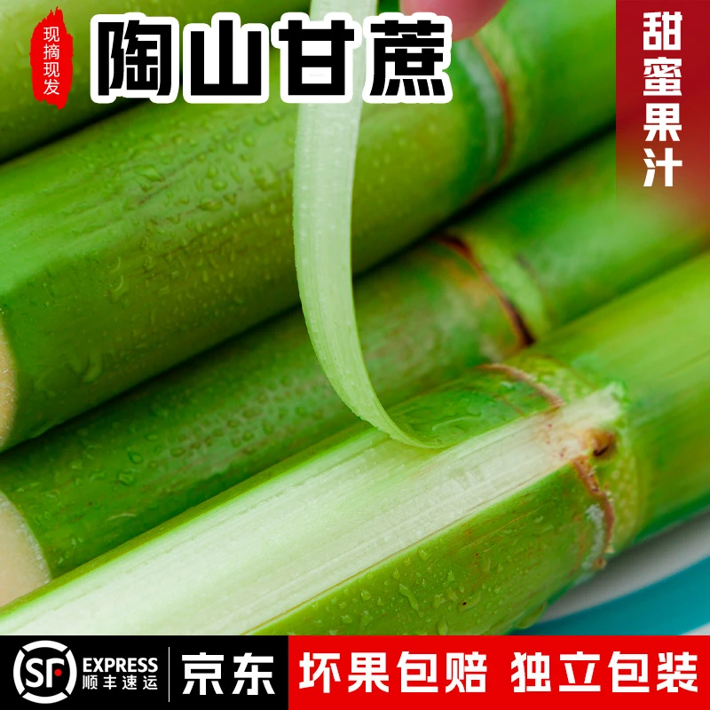 陶山甘蔗 青皮甘蔗绿皮新鲜采摘应季孕妇水果当季现砍清甜5斤装