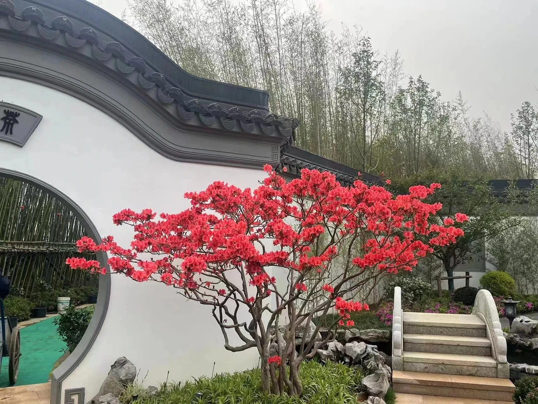 大别山先花后叶品种映山红红花全冠