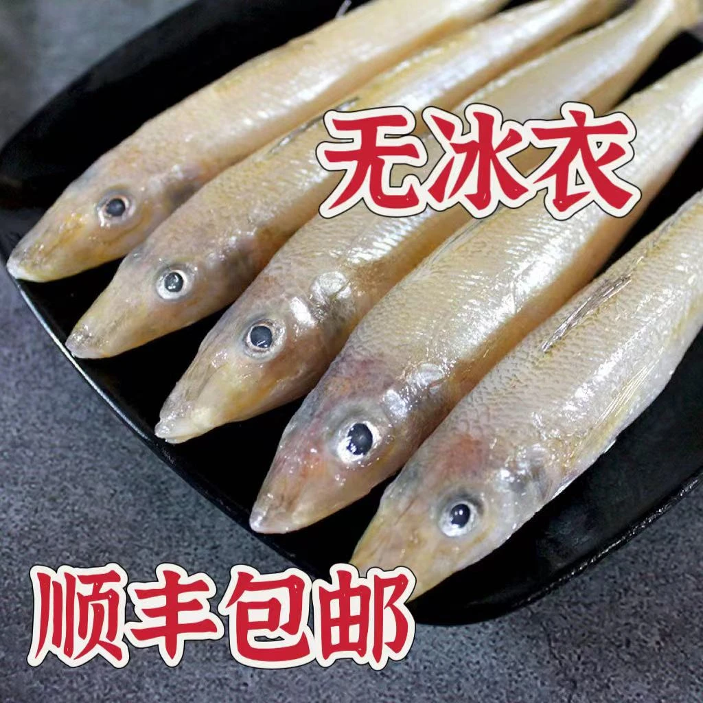 新鲜野生沙丁鱼鲜鱼 四斤装