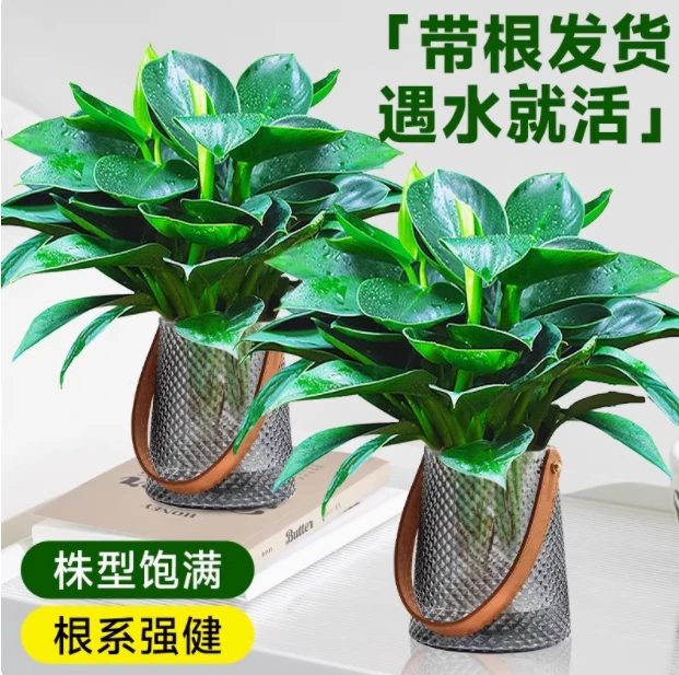 绿萝盆栽室内植物除甲醛好养绿箩长藤新房家用吸甲醛大盆绿植水培