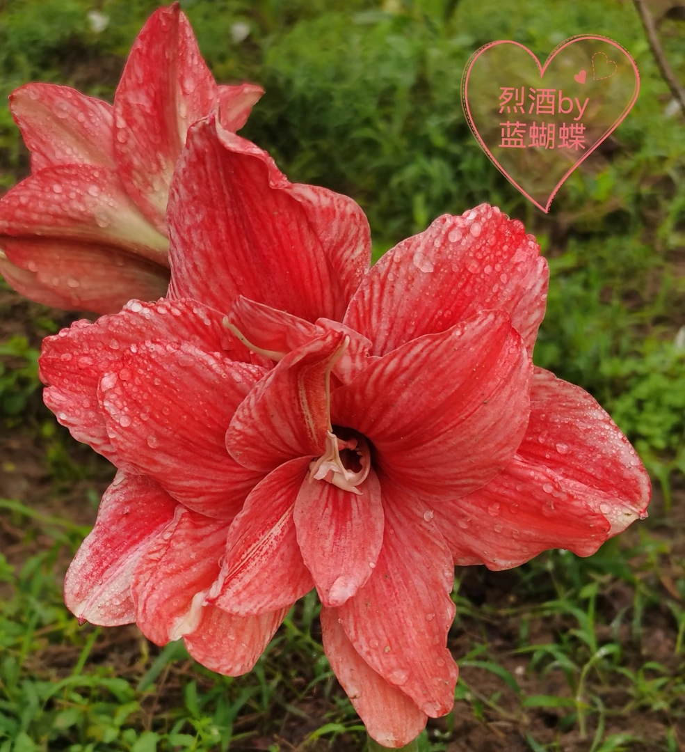 台朱烈酒/龙舌兰朱顶红，已开花对版，母球6.9*6.3带2侧