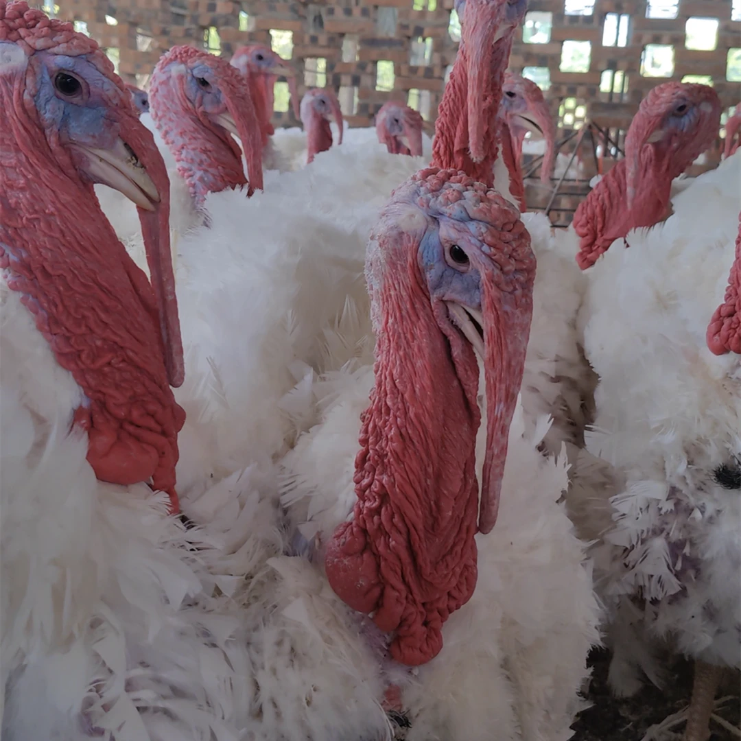 大型 海布里德  2斤左右 火鸡苗（公鸡成年50-55斤）