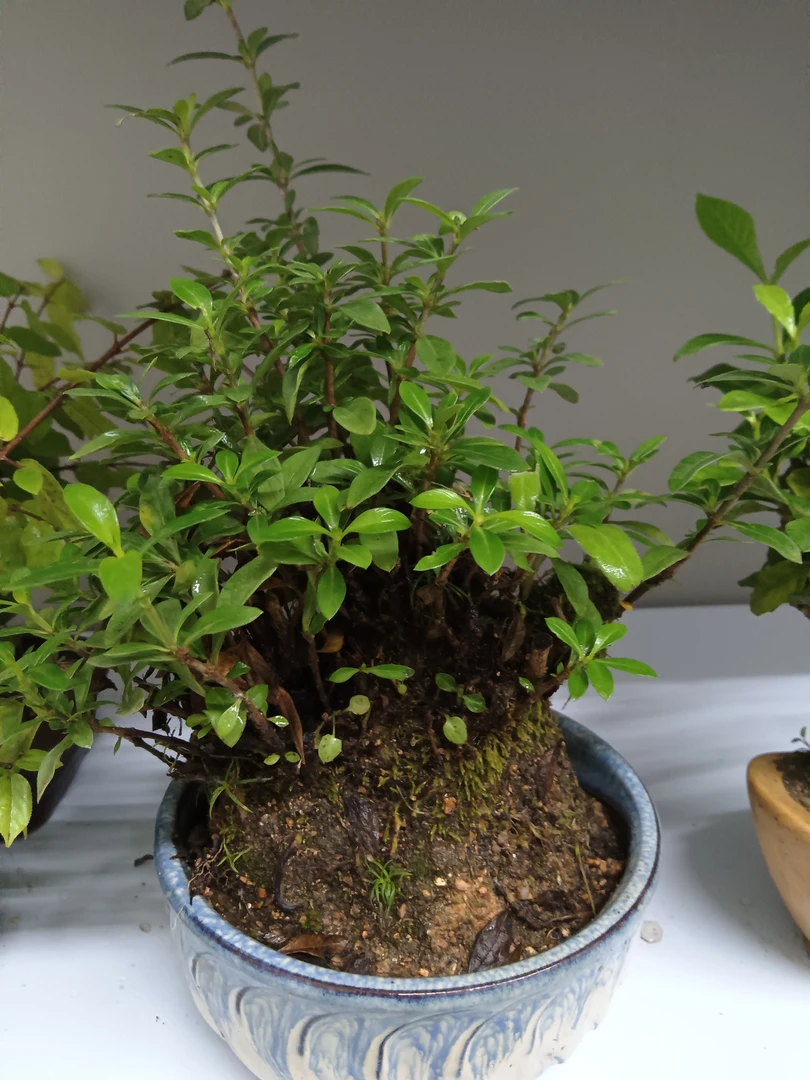 小微盆景一物一拍听号去拍