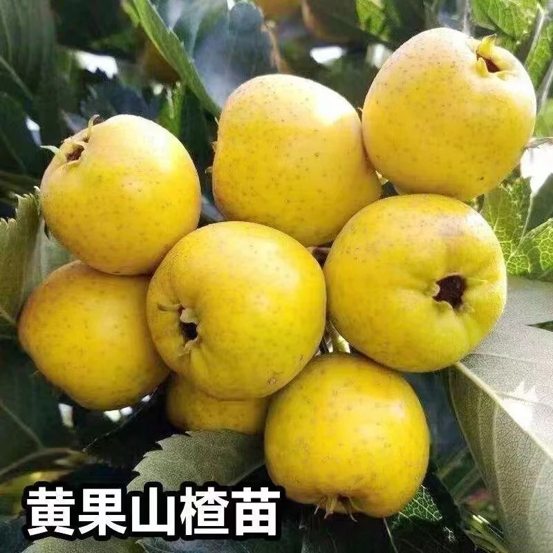黄山楂树苗嫁接新品种南北方可种植