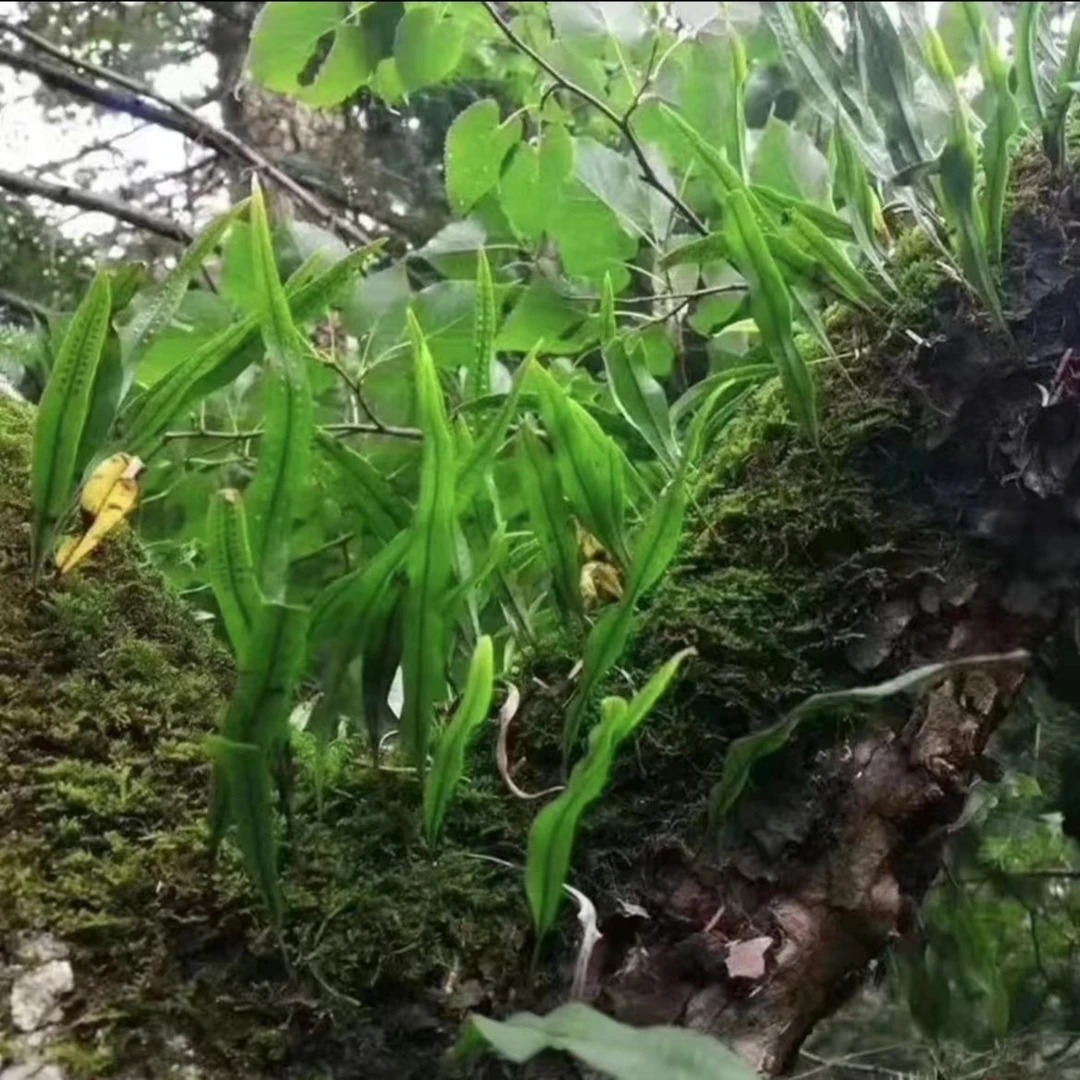 【四豹专属】长白山特产石韦菜深山采摘 自然晾晒 无熏染   50g/罐