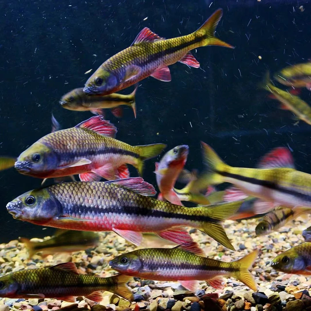 【野采发色包活】红腹溪石斑原生态溪石斑土生土长鱼干溪流冷水鱼