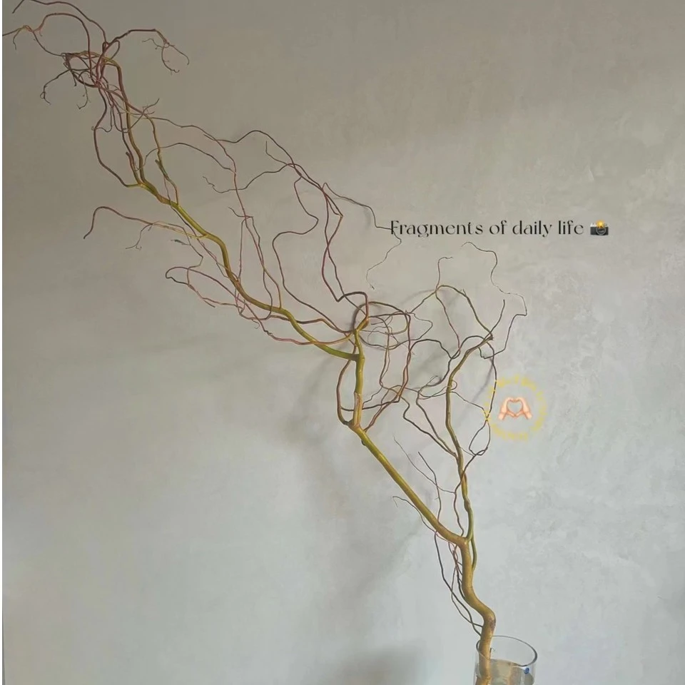 老桩黄金龙柳(五枝装)金丝楠藤纯水培植物四季水培懒人高端鲜花