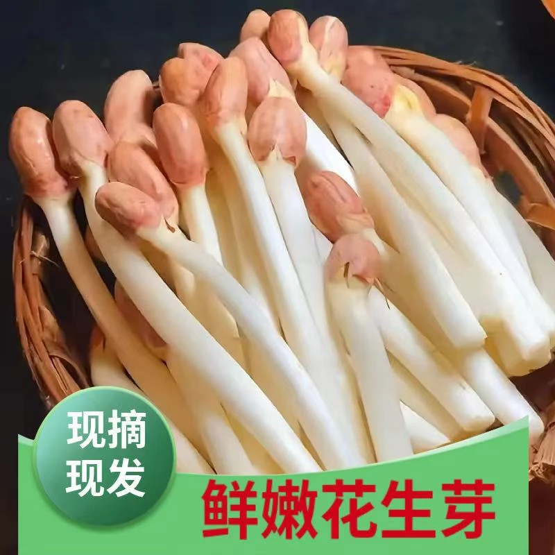 现采新鲜花生芽苗菜长寿芽火锅沙拉生鲜蔬菜酒店食材自然水培