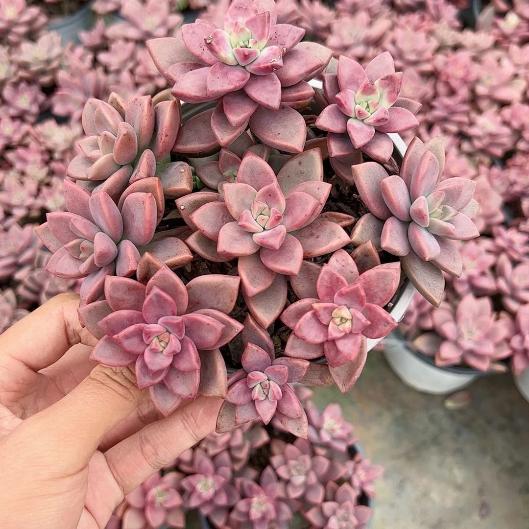 姬胧月散装带盆土发货