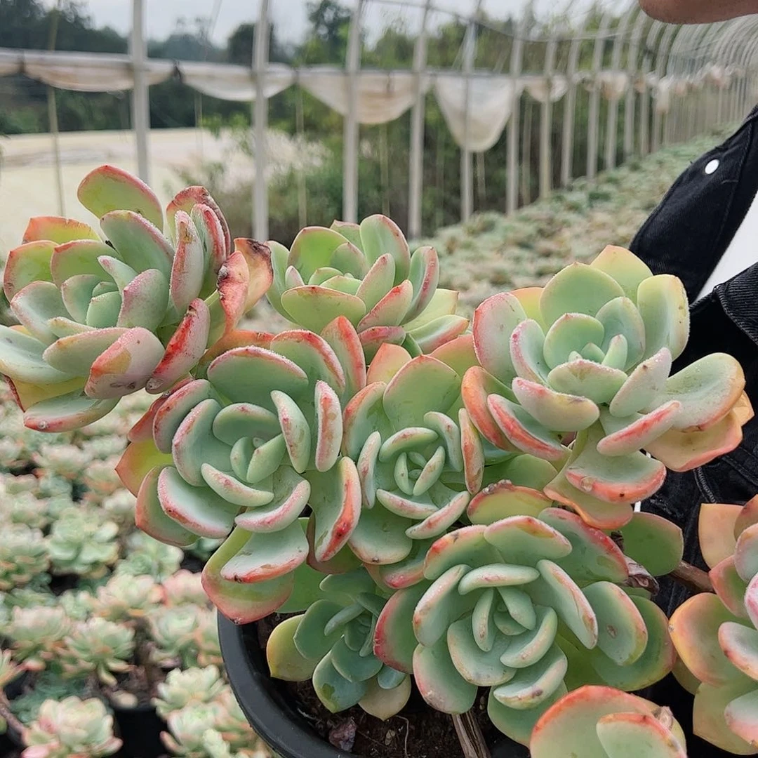 白月光7头起发整桩整群