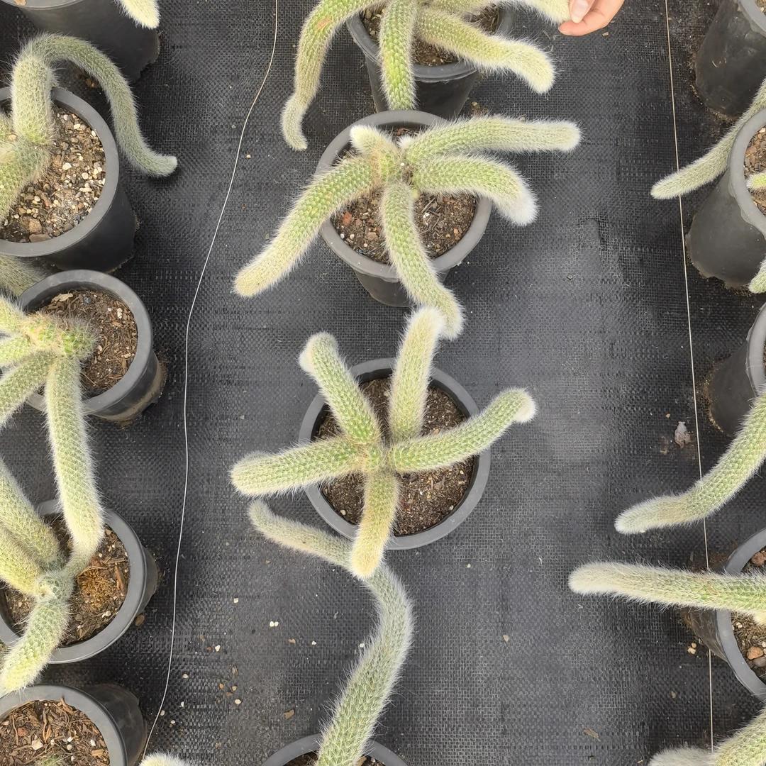 九尾狐多头大盆多肉植物