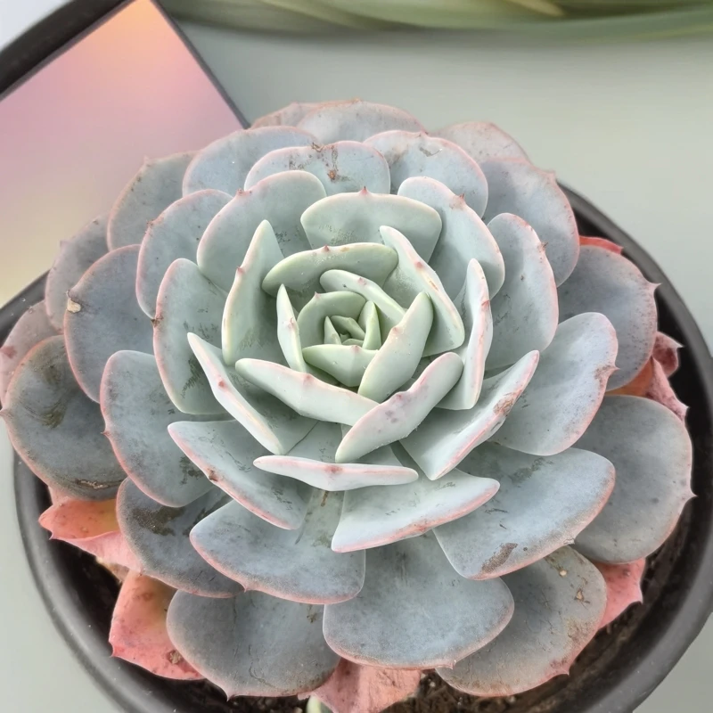 红粉台阁大单头带仔大盆多肉