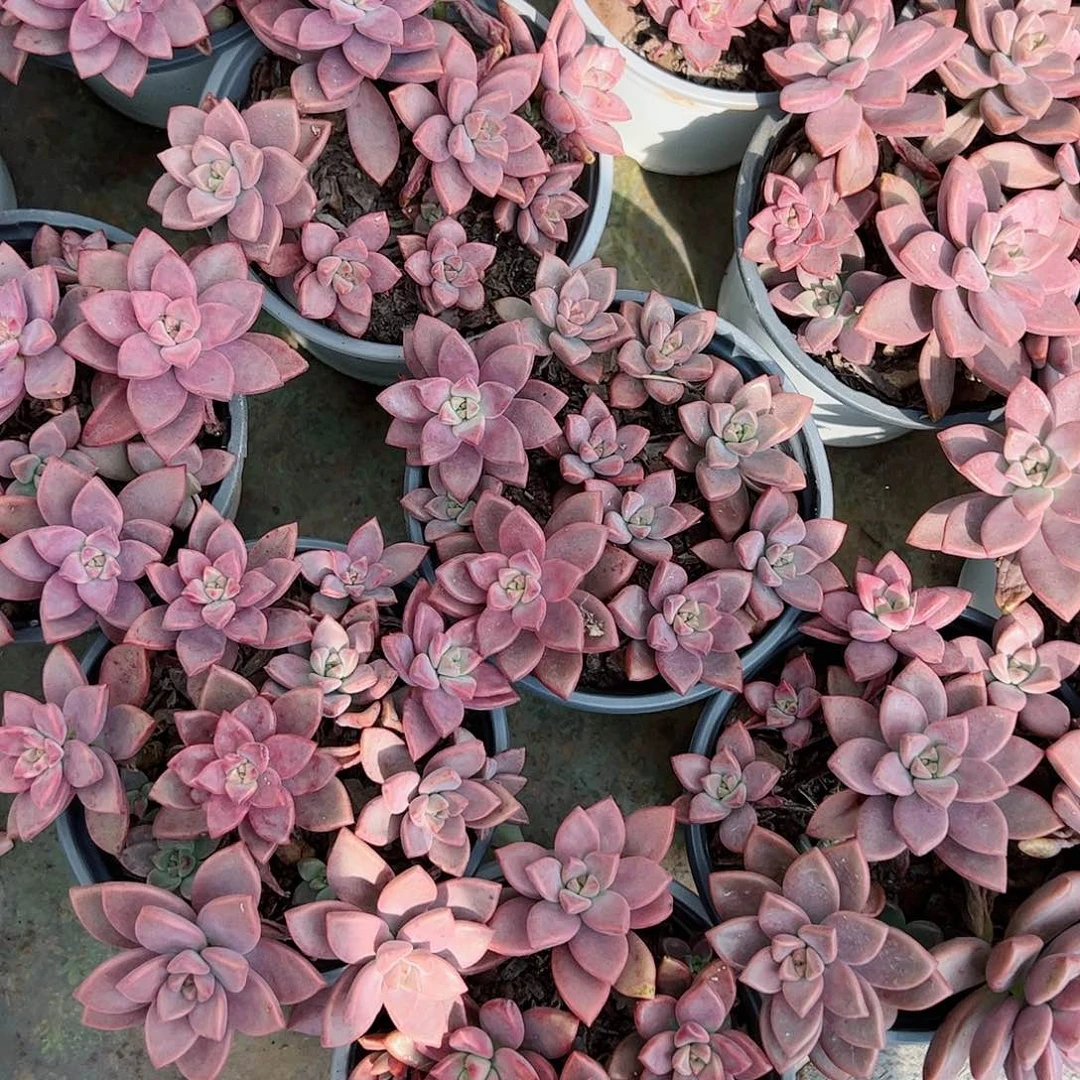 姬胧月带盆土发货多肉植物