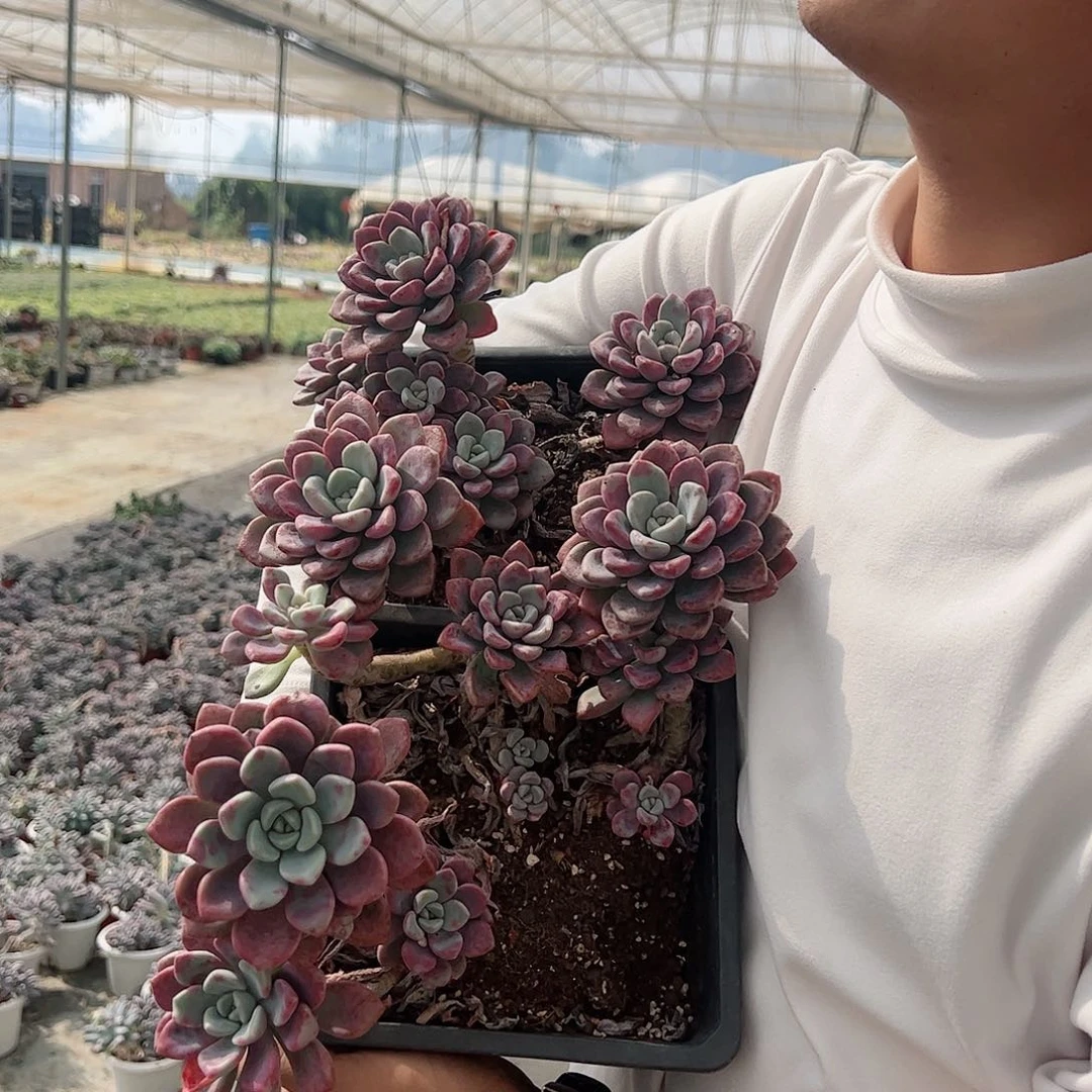 花斑鹿多头群生整桩