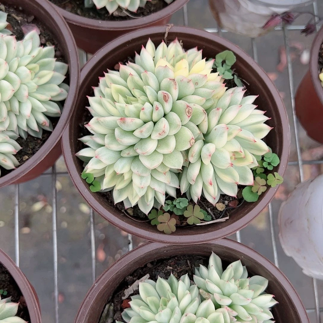 女雏锦多头大盆群