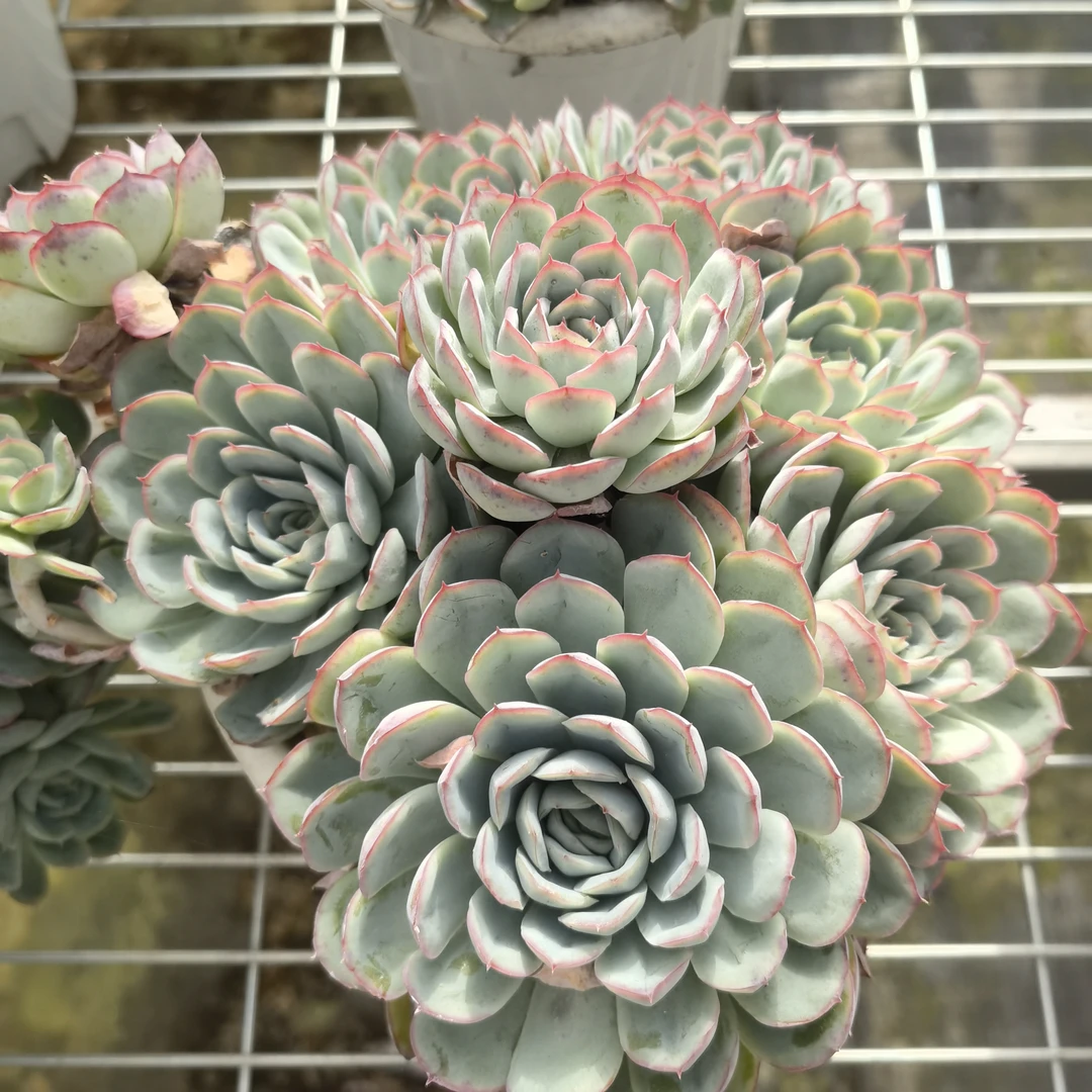 草莓熊多头大盆群