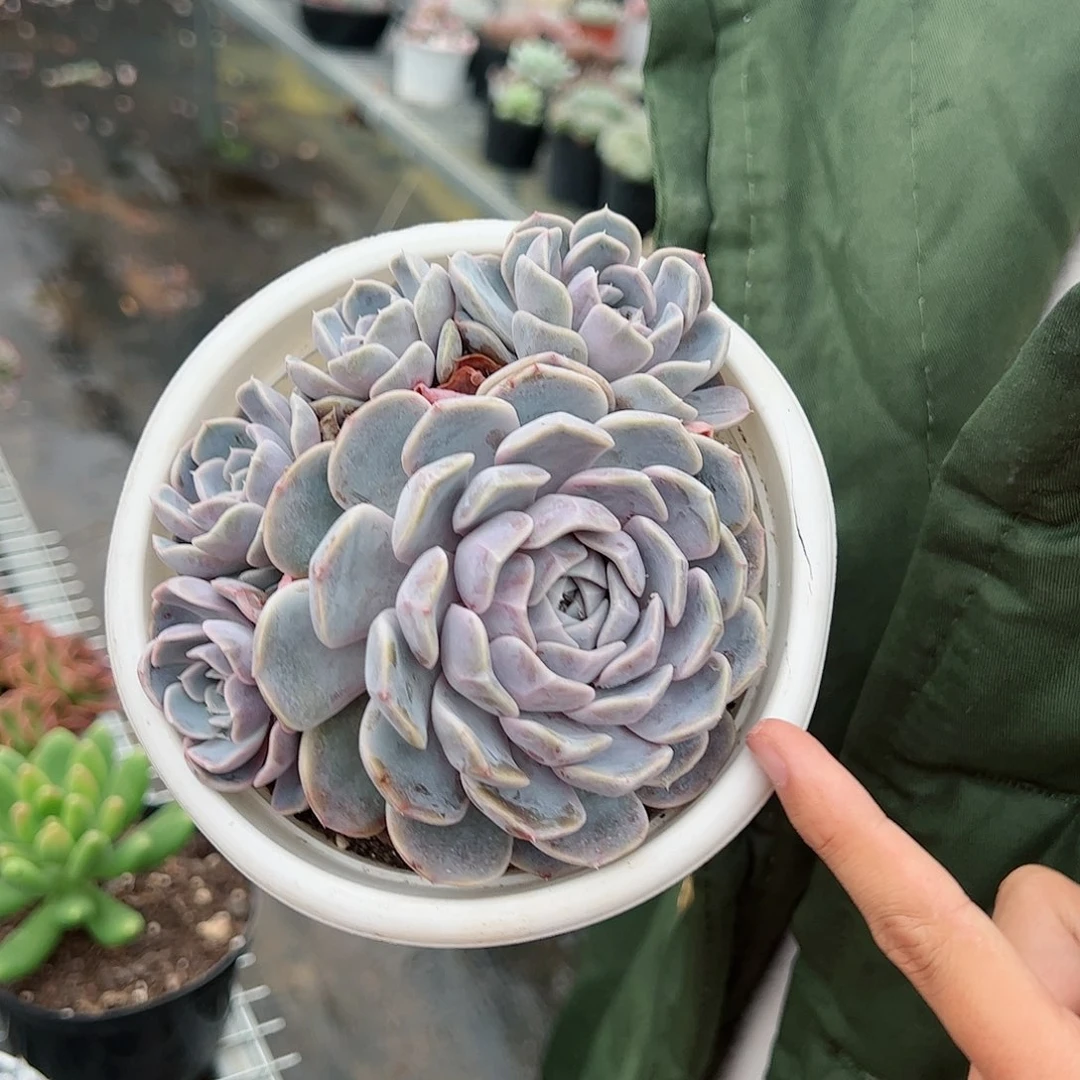 汉堡雪兔单头带多仔整桩