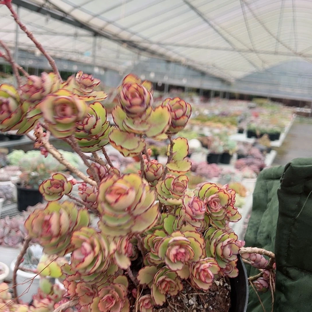 蝴蝶之舞多头群生整桩整群