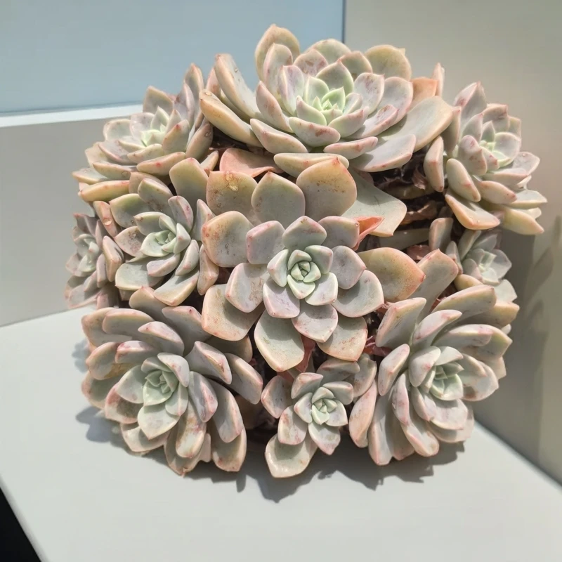 红粉佳人多头大盆群老桩多肉