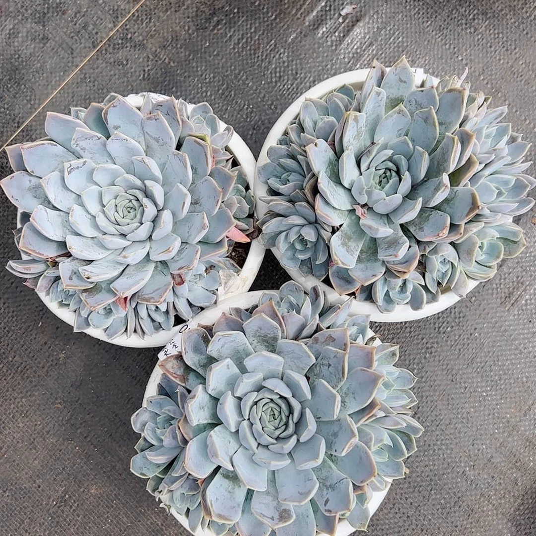 雪兔单头带多仔整桩整群