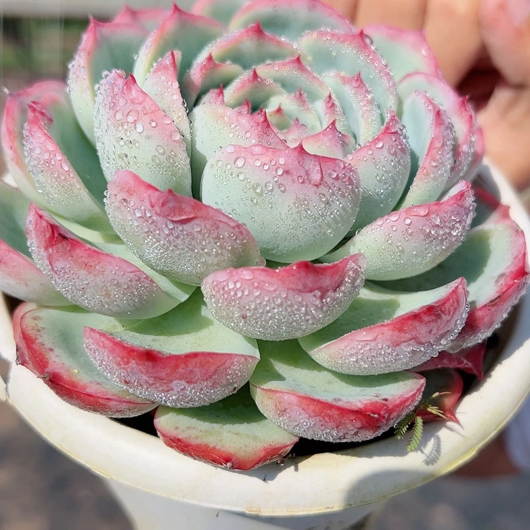 法兰西玫瑰单头起发