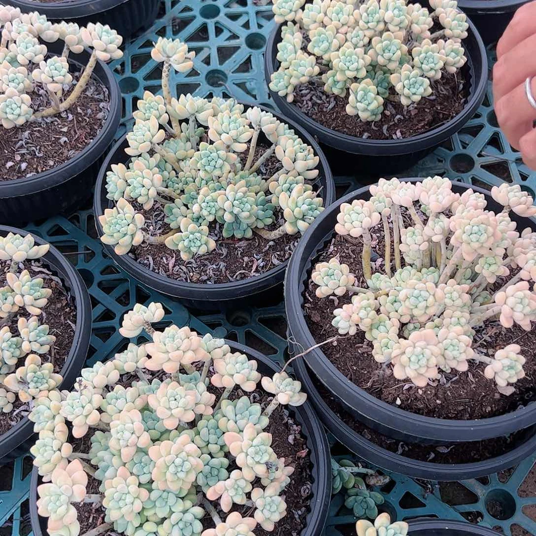 奶酪蛋糕超级大黑盆整桩整群