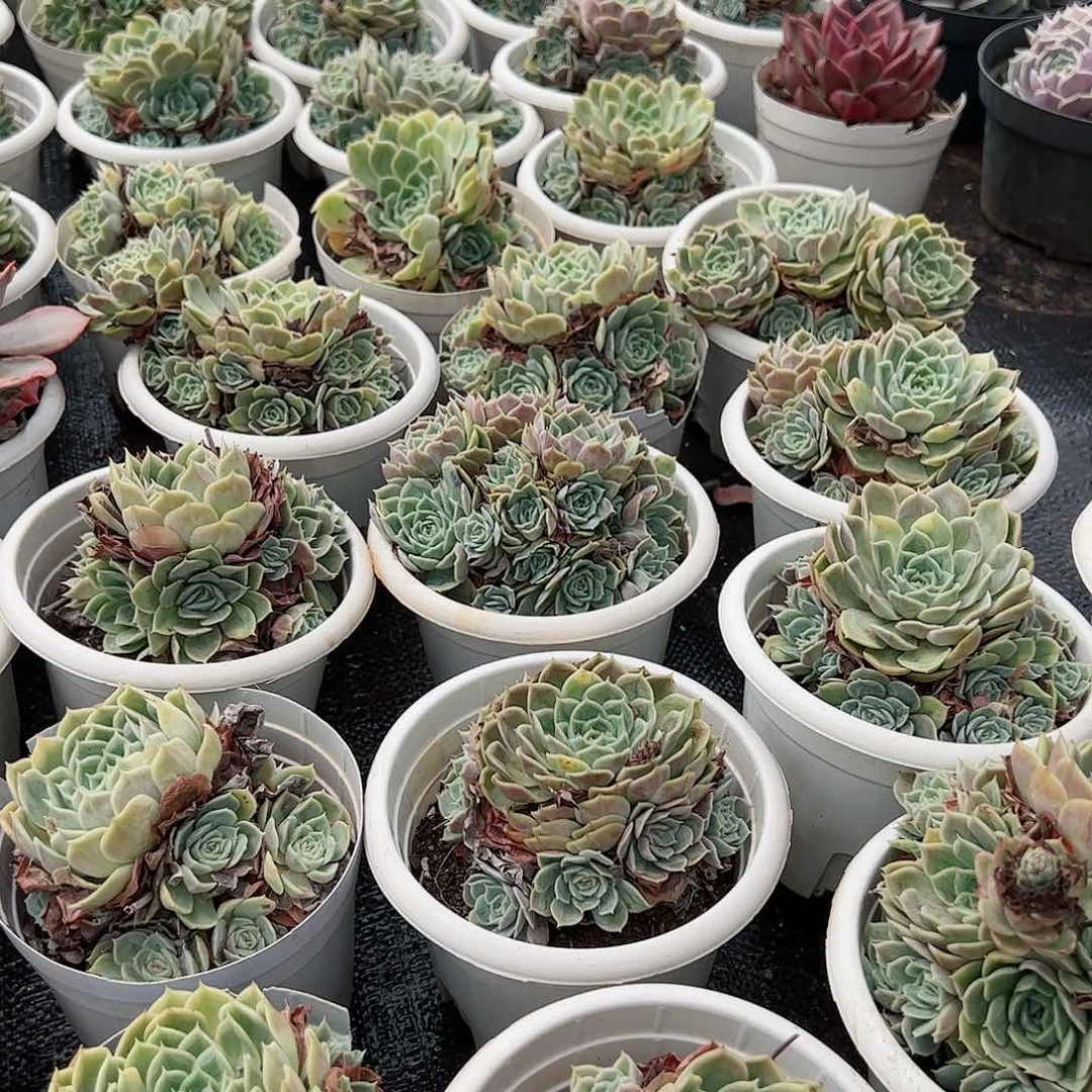 昂斯诺白盆手捧整桩整群