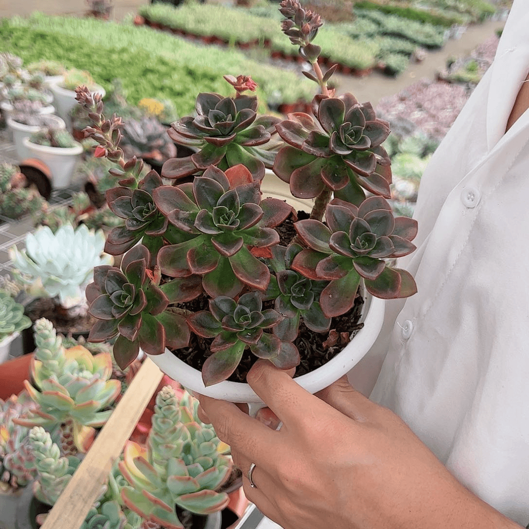 巧克力方砖整桩整群老桩