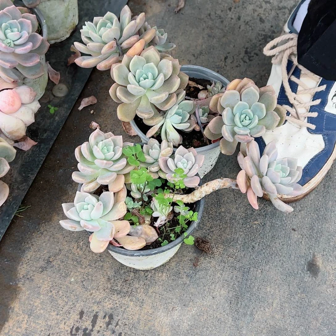 克洛伊3盆部分掉叶不售后